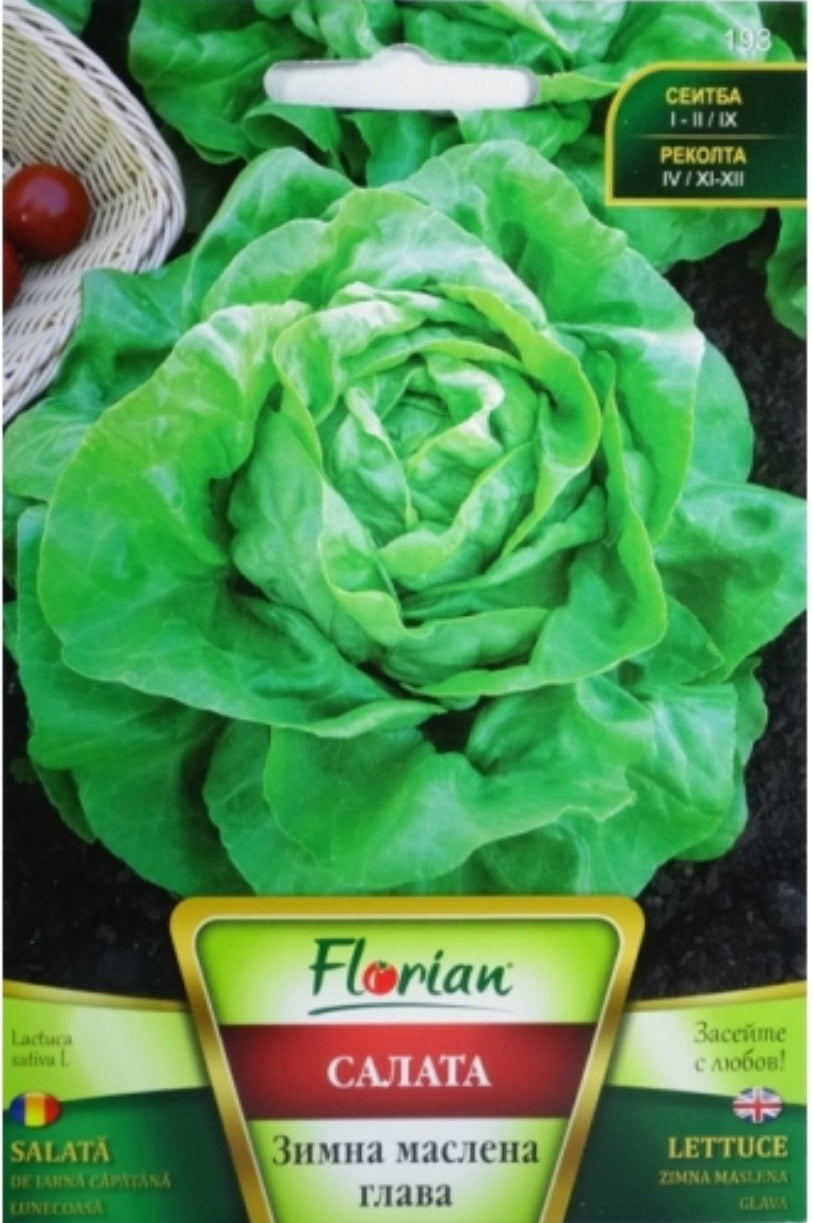САЛАТА ЗИМНА МАСЛЕНА ГЛАВА