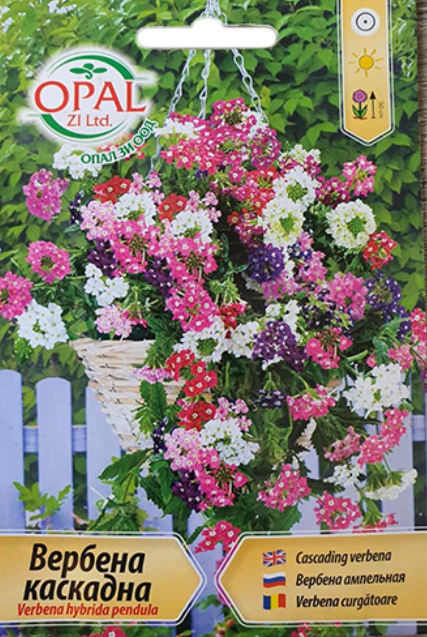 ВЕРБЕНА КАСКАДНА