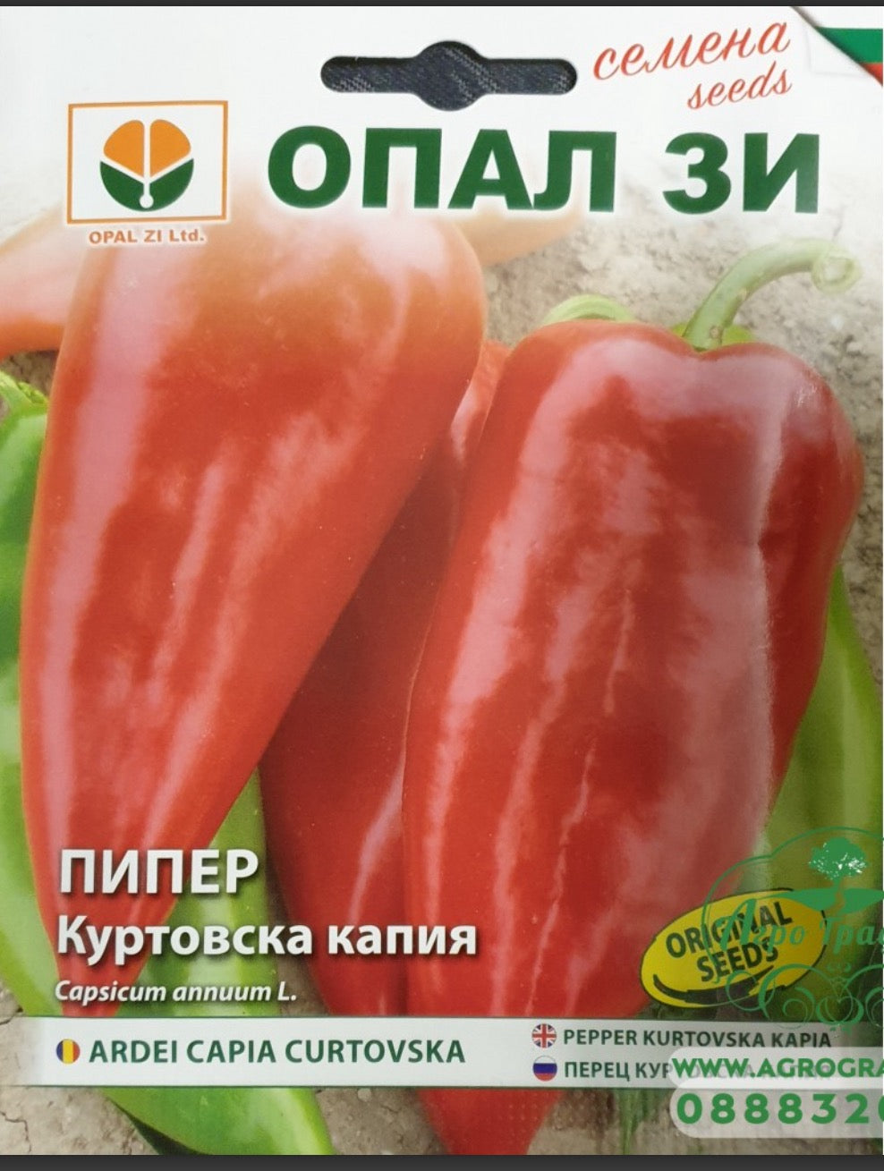 ПИПЕР КУРТОВСКА КАПИЯ