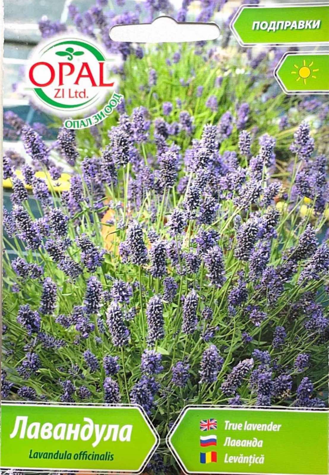 ЛАВАНДУЛА