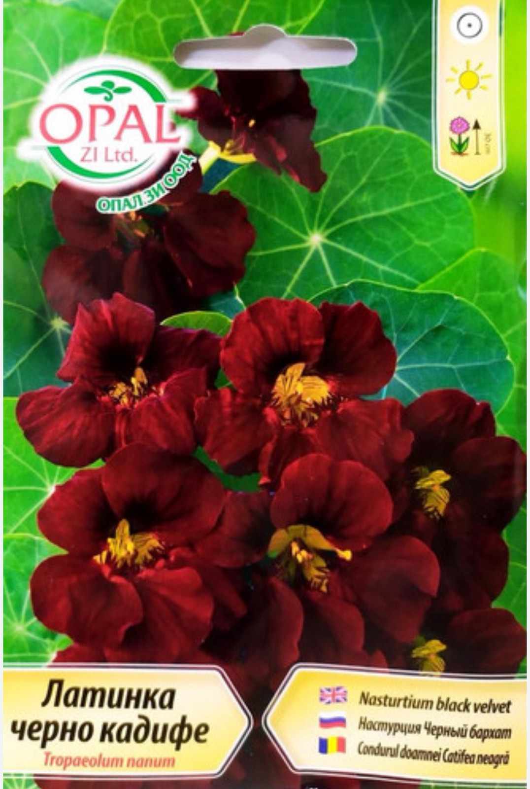 ЛАТИНКА ЧЕРНО КАДИФЕ