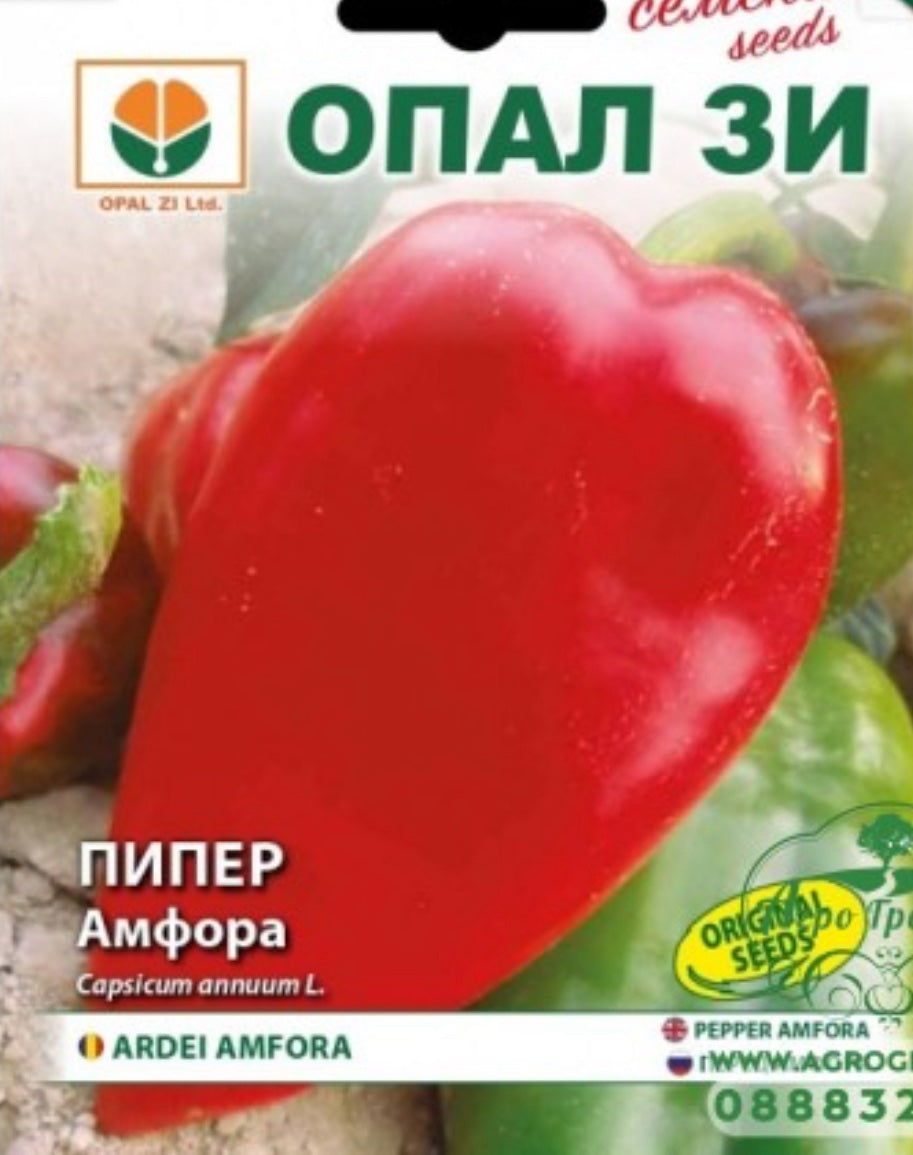 ПИПЕР АМФОРА